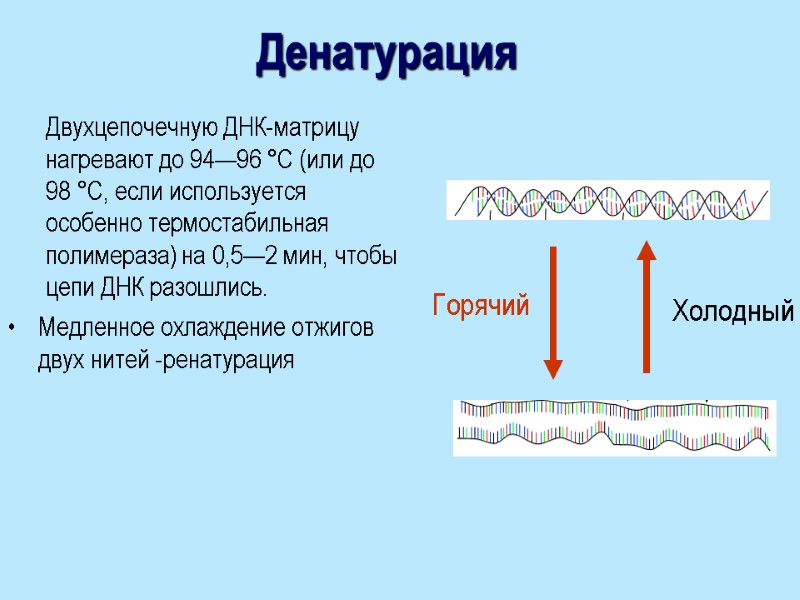 Денатурация Медленное охлаждение отжигов двух нитей -ренатурация Горячий Холодный Двухцепочечную ДНК-матрицу нагревают до 94—96